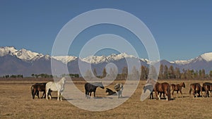 Walking and running horse. Herd of horses running on the steppes in background snow-capped mountain. Slow Motion at rate