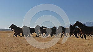 Walking and running horse. Herd of horses running on the steppes in background snow-capped mountain. Slow Motion at rate