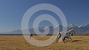 Walking and running horse. Herd of horses running on the steppes in background snow-capped mountain. Slow Motion at rate