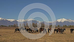 Walking and running horse. Herd of horses running on the steppes in background snow-capped mountain. Slow Motion at rate