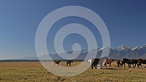 Walking and running horse. Herd of horses running on the steppes in background snow-capped mountain. Slow Motion at rate