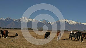 Walking and running horse. Herd of horses running on the steppes in background snow-capped mountain. Slow Motion at rate