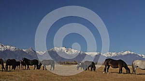 Walking and running horse. Herd of horses running on the steppes in background snow-capped mountain. Slow Motion at rate