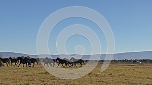 Walking and running horse. Herd of horses running on the steppes in background snow-capped mountain. Slow Motion at rate