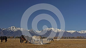 Walking and running horse. Herd of horses running on the steppes in background snow-capped mountain. Slow Motion at rate