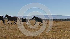 Walking and running horse. Herd of horses running on the steppes in background snow-capped mountain. Slow Motion at rate