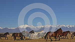 Walking and running horse. Herd of horses running on the steppes in background snow-capped mountain. Slow Motion at rate