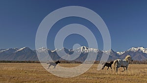 Walking and running horse. Herd of horses running on the steppes in background snow-capped mountain. Slow Motion at rate