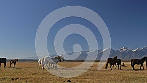 Walking and running horse. Herd of horses running on the steppes in background snow-capped mountain. Slow Motion at rate