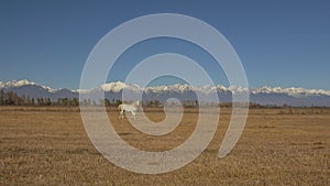 Walking and running horse. White horses moves slowly against the background of the grazing herd. Horse running on the