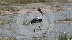 Walking Saddle-billed Stork