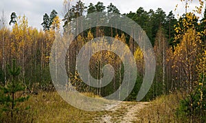 Walking sandy path in autumn mixed coniferous-birch forest