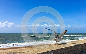 Walking sea gull carrying a starfish in Porto, Portugal photo