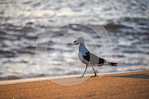 Walking seagull on edge of Atlantic Ocean during beautiful sunrise at Praia Vermelha Beach