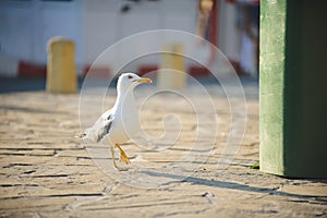 Walking Seagull