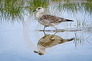 Walking seagull water reflection