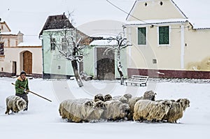 Walking the sheep, Viscri, Romania