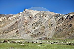 Walking sheeps among mountains