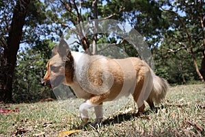 Walking Shelty