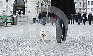 Walking a small city dog