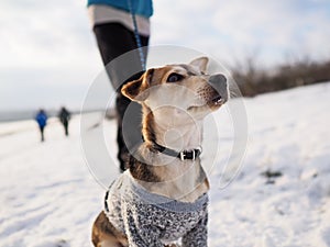 Walking with small dog