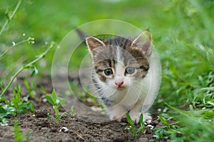 Walking small kitty