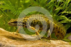 Walking smooth newt photo