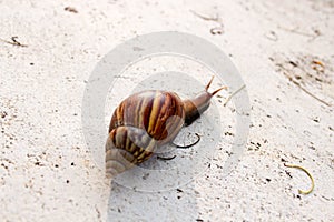 The Walking Snail