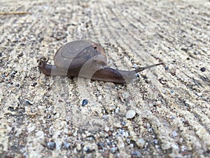 Walking snail