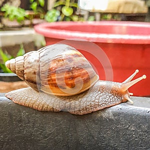 Walking snail
