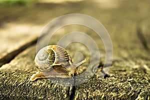 Walking Snail