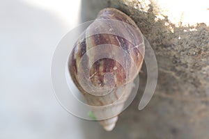 a walking snail