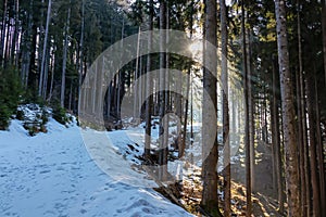 Walking through the snow covered forest during sunrise near Zell Pfarre (Sele), Austrian Alps, Carinthia (Kaernten), Austria,