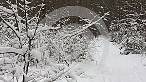 Walking in the snow at a trail at the snow covered forest