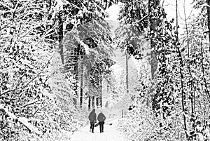 Walking in snowy forest, winter season landscape, monochrome image