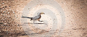 Bird Africa - A walking Southern Yellow-Billed Hornbill photo