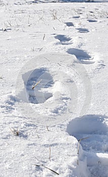 Walking in sparkling snow