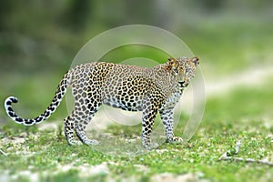 Walking Sri Lankan leopard, Big spotted wild cat lying in the na