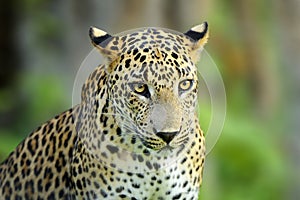 Walking Sri Lankan leopard, Big spotted wild cat lying in the na