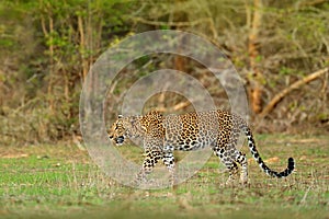 Walking Sri Lankan leopard, Panthera pardus kotiya, Big spotted wild cat lying on the tree in the nature habitat, Yala national pa photo