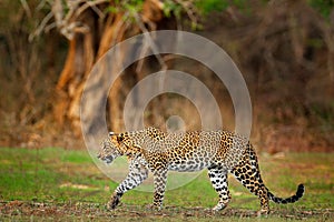 Walking Sri Lankan leopard, Panthera pardus kotiya. Big spotted wild cat in the nature habitat, Yala national park, Sri Lanka. photo