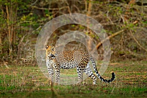 Walking Sri Lankan leopard, Panthera pardus kotiya. Big spotted wild cat in the nature habitat, Yala national park, Sri Lanka.