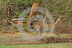 Walking Sri Lankan leopard, Panthera pardus kotiya. Big spotted wild cat in the nature habitat, Yala national park, Sri Lanka.