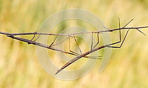 Walking stick, Diapheromera femorata, Phasmatodea