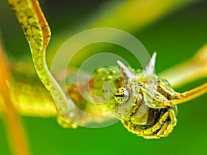 Walking stick head in macro photography