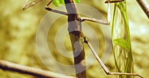 Walking stick insect , extreme close up, magnification