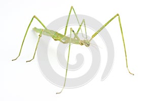 Walking Stick Insect photo