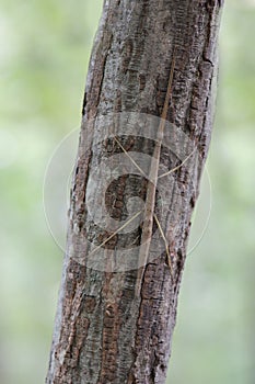 Walking stick insect on tree trunk photo