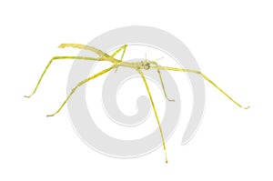 Walking Stick Insect photo