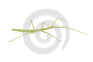 Walking Stick Insect photo